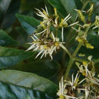 Micromelum minutum (G.Forst.) Wight & Arn.